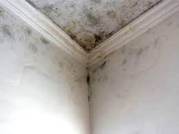 Best Mold Odor Removal Services  in Reno, OH